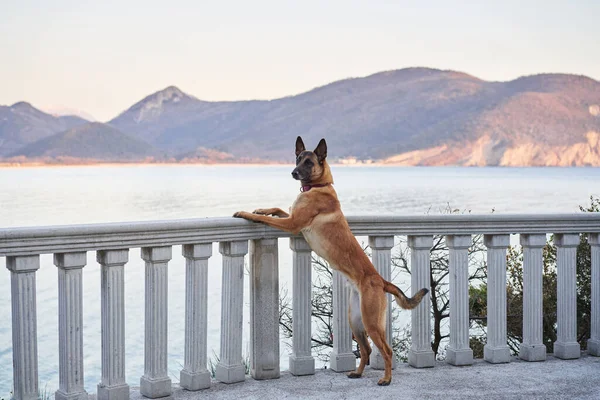 A beautiful dog on the sea embankment against the backdrop of mountains. Belgian Shepherd on the coast