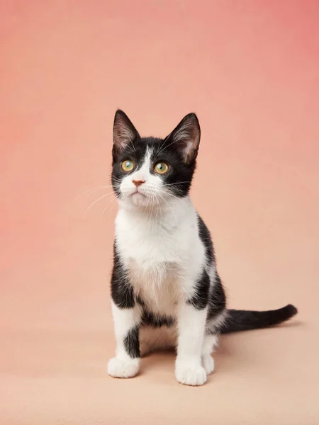 Black White Kitten Colored Background Young Cute Cat Studio — Stock Photo, Image