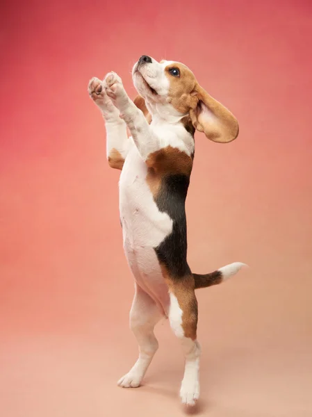 小猎犬用后腿站立 粉红背景的有趣的狗宠物在演播室 — 图库照片