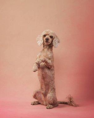 Pembe arka planda atlayan komik aktif köpek. Mutlu küçük kanişler. Evcil hayvan arka ayakları üzerinde duruyor.