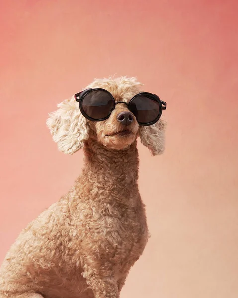 Funny Dog Glasses Pink Background Happy Red Little Poodle Studio — Stock Photo, Image