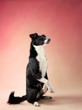 Pembe arka planda komik bir köpek. Stüdyodaki Mutlu Sınır Çobanı. hayvan portresi