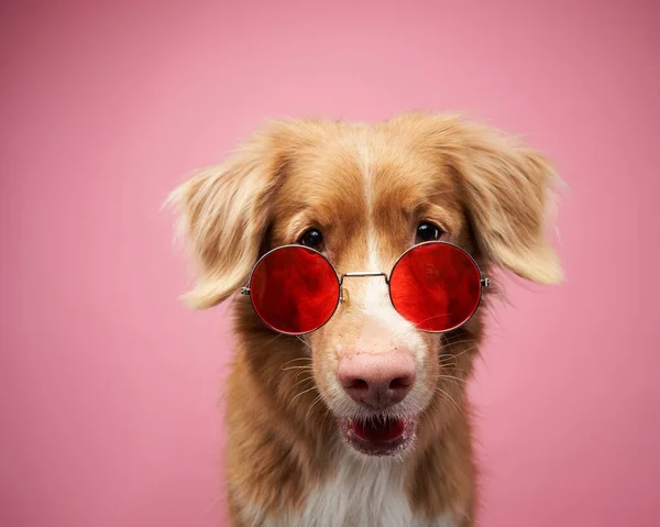 หมาตลกก บแว นตา โนวา สโกเท ทอลล ฟเวอร ทอร เลอร บนพ — ภาพถ่ายสต็อก