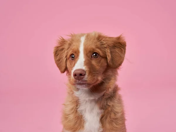 Filhote Cachorro Engraçado Nova Scotia Pato Cobrando Retriever Fundo Rosa — Fotografia de Stock