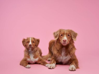 Yetişkin köpek annesi ve köpek yavrusu. Pembe arka planda Nova Scotia ördek paralı av köpeği. Mutlu aile