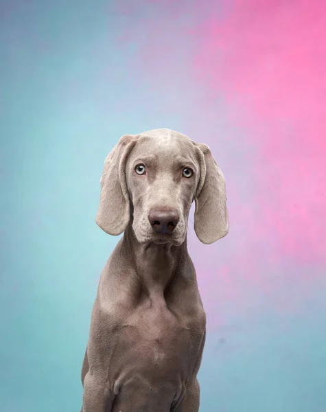 Weimaraner puppy on a color background. Portrait of a gray dog. Funny Pet in the studio