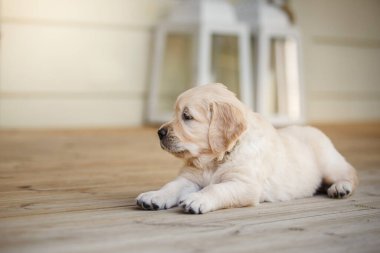 Tatlı köpek golden retriever. Evde sevimli bir köpek var.