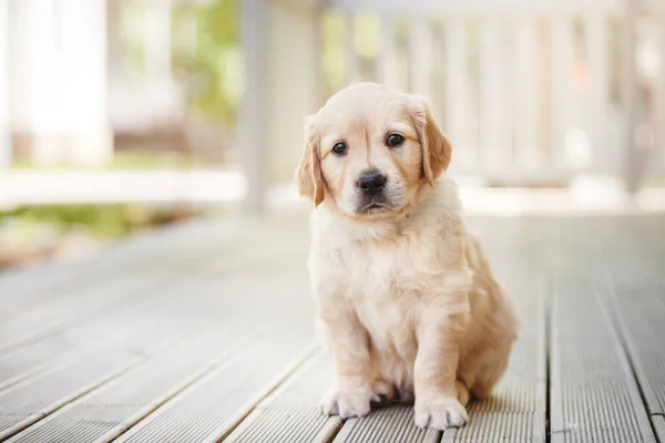 Dulce Cachorro Golden Retriever Lindo Perro Casa — Foto de Stock