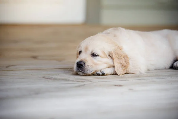 Dulce Cachorro Golden Retriever Lindo Perro Casa — Foto de Stock