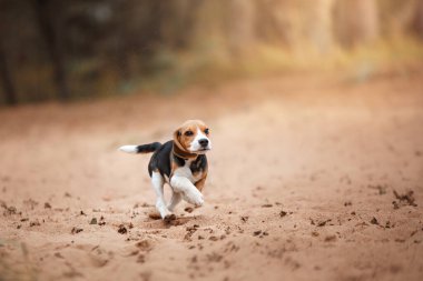 Doğada köpek yavrusu. Kumsalda koşan köpek, tatil aşkı, evcil bir hayvanla macera.