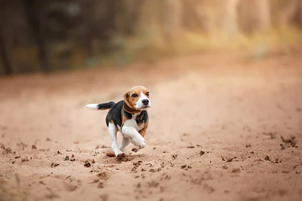 ビーグルの子犬だ 海岸を走る犬 休暇のロマンス ペットとの冒険 — ストック写真
