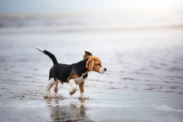 Cucciolo Beagle Natura Cane Che Corre Sulla Spiaggia Romanticismo Avventura — Foto Stock