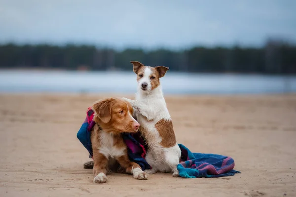 Los Perros Juntos Bajo Tela Escocesa Pequeño Grande Jack Russell —  Fotos de Stock