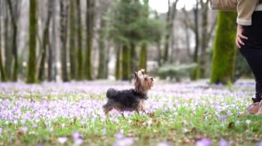 Kroküs çiçekli köpek. Doğada evcil hayvan. İlkbaharda Yorkshire Teriyeri çimlerin üzerinde pati yapıyor. 