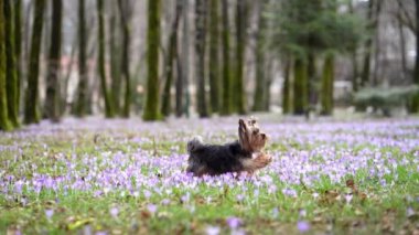 Kroküs çiçekli köpek. Doğada evcil hayvan. İlkbaharda Yorkshire Teriyeri çimlerin üzerinde pati yapıyor. 