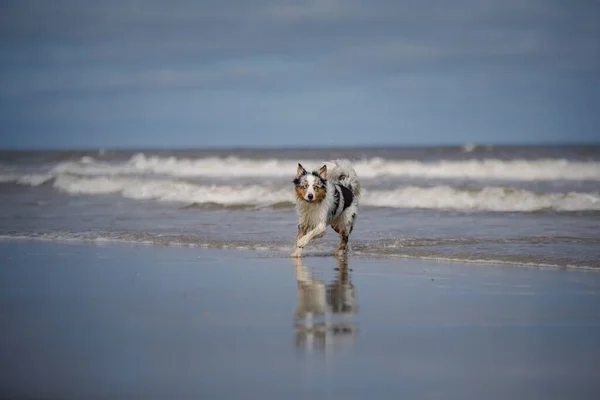 dog at sea. Happy marble Australian Shepherd in nature. pet running on water