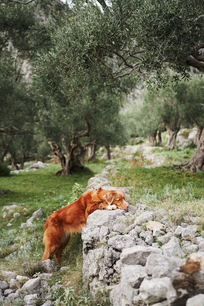 stock image dog near the olive tree. Nova Scotia duck tolling retriever in nature. Toller on a walk in the green park