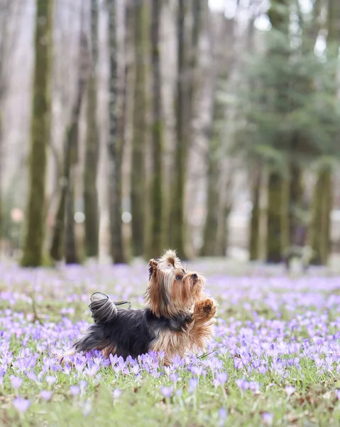 Pies Krokusowych Kwiatach Zwierzęta Przyrodzie Świeżym Powietrzu Yorkshire Terrier Kołysząca — Zdjęcie stockowe