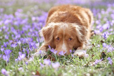 Kroküs çiçekli köpek. Doğada evcil hayvan. Kırmızı Nova Scotia ördeği öten av köpeği çimenlerde yatıyor.