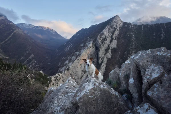 stock image dog in the mountains. brave Jack Russell Terrier stands on a rock. Travel pet, hiking