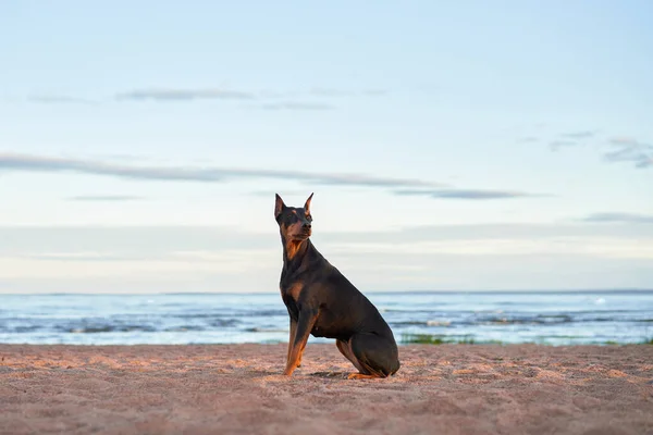 Alman Standart Pinscher Sahilde Deniz Kenarında Doğadaki Köpek — Stok fotoğraf