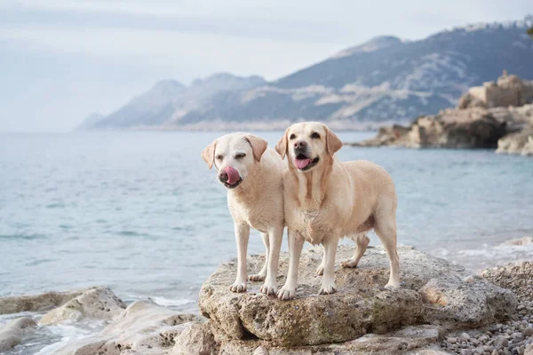 Dos Perros Felices Están Pie Sobre Una Piedra Mar Linda —  Fotos de Stock