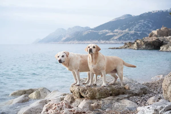 Двоє Щасливих Собак Стоять Камені Морі Гарна Пара Лабрадор Природі — стокове фото