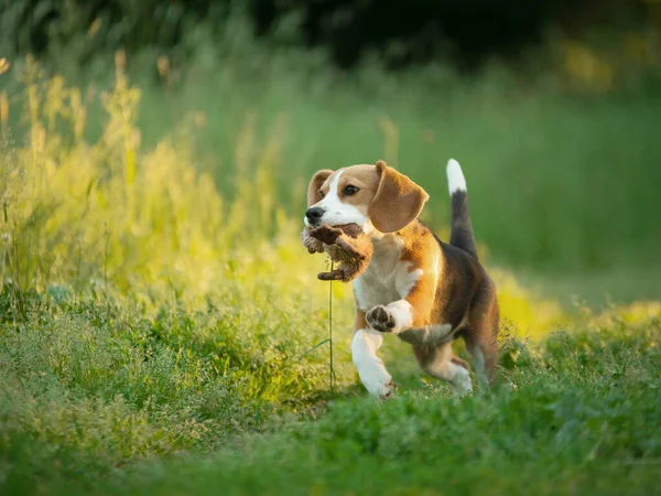 Cheerful Puppy Runs Grass Field Little Beagle Nature Summer — Stock Photo, Image