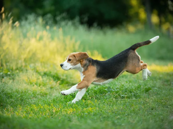 Cachorro Alegre Corre Hierba Campo Pequeño Beagle Naturaleza Verano — Foto de Stock