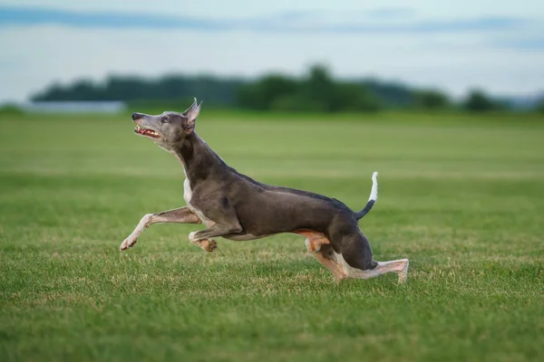 Perro Galgo Corre Por Césped Whippet Juega Hierba Mascota Activa — Foto de Stock