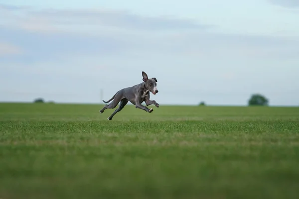 灰狗在草坪上奔跑 惠普在草地上玩耍 在户外活动的宠物 — 图库照片