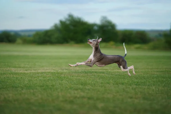 グレイハウンド犬は芝生の上を走る ウィペットは草の上で遊ぶ アクティブペット屋外 — ストック写真
