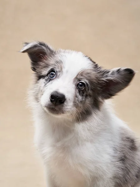 Anak Anjing Lucu Latar Beige Satu Bulan Tua Perbatasan Collie — Stok Foto