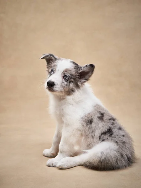 Playful Puppy Beige Background One Month Old Border Collie Studio — Stock Photo, Image