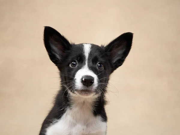 black and white puppy on a beige background. one month old border collie in studio. Dog in studio