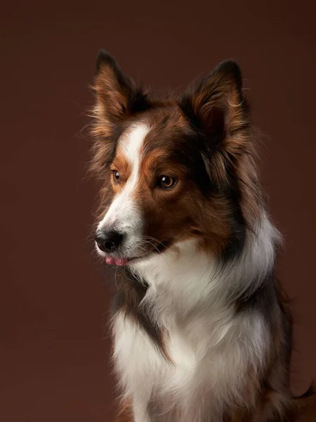 Grappige Snuit Rand Collie Bruine Achtergrond Coole Hond Fotostudio — Stockfoto