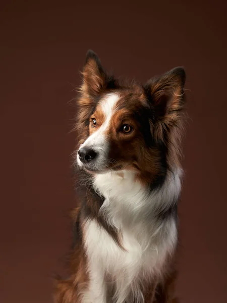 Vicces Border Collie Barna Háttérrel Cool Dog Fotó Stúdióban — Stock Fotó