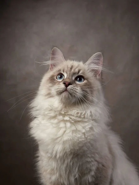 Cheerful Kitten Siberian Breed Portrait Cat Chocolate Background Studio — Stock Photo, Image