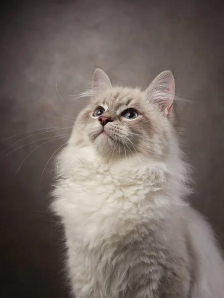 Fröhliches Kätzchen Der Sibirischen Rasse Porträt Einer Katze Auf Schokoladenhintergrund — Stockfoto