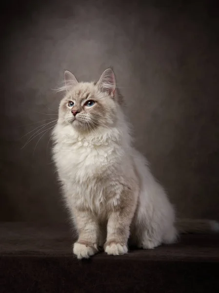 Fröhliches Kätzchen Der Sibirischen Rasse Porträt Einer Katze Auf Schokoladenhintergrund — Stockfoto