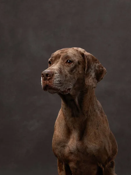 Porträt Eines Schönen Roten Marmorhundes Auf Einer Braunen Leinwand Mischung — Stockfoto