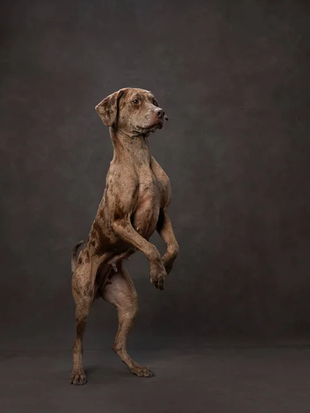 Портрет Красивого Червоного Мармурового Собаки Коричневому Полотні Суміш Порід Домашня — стокове фото