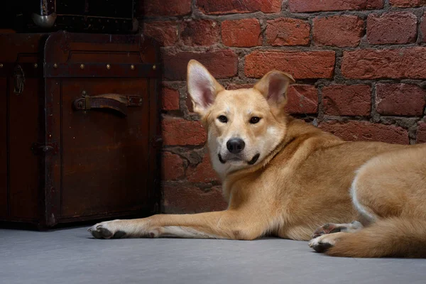 Hund Vor Dem Hintergrund Einer Ziegelmauer Dachgeschoss Haustier Haus — Stockfoto