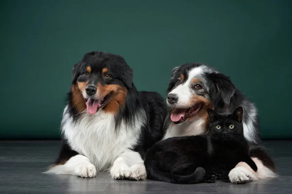 Dos Perros Gato Juntos Sobre Fondo Verde Familia Mascotas Estudio — Foto de Stock