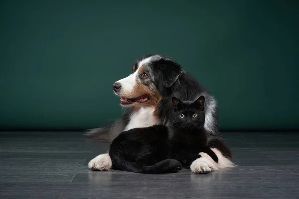 Hund Und Katze Zusammen Auf Grünem Hintergrund Haustierfamilie Studio Australian — Stockfoto