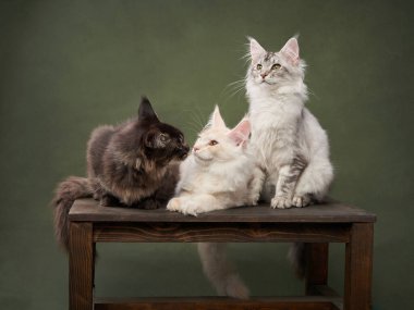 Üç kedi yavrusu Maine Rakunu yeşil arka planda bir bankta oturuyor. Komik kediler birlikte oynar. Stüdyoda evcil hayvanlar