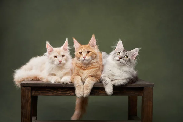 3匹の子猫メイン クーンは緑の背景のベンチに座っています 面白い猫が一緒に遊ぶ スタジオのペットは — ストック写真