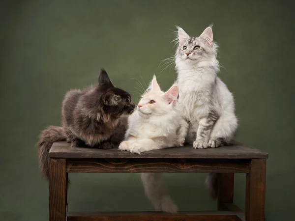Три Котенка Мэн Кун Сидят Скамейке Зеленом Фоне Смешные Кошки — стоковое фото