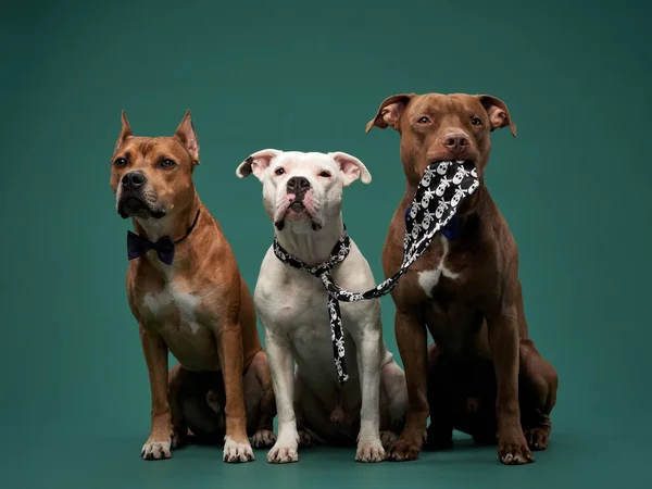 Τρία Αστεία Σκυλιά Γραβάτες Pit Bull Terrier Staffordshire Terrier Και — Φωτογραφία Αρχείου