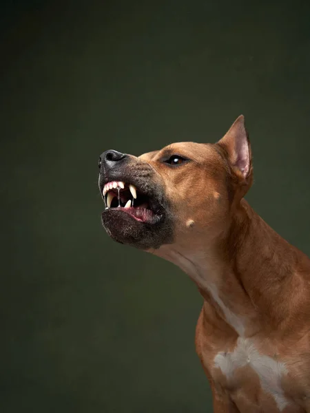 Vtipný Pes Klobouku Šťastný Americký Pitbull Terrie Šklebí Ukazuje Zuby — Stock fotografie